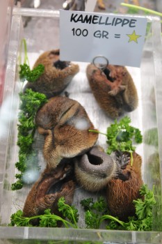 Ich bin ein Star - Holt mich hier raus!