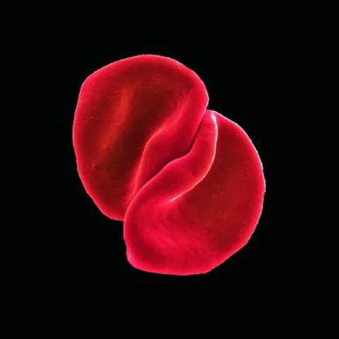 Peter Gabriel Scratch My Back Cover