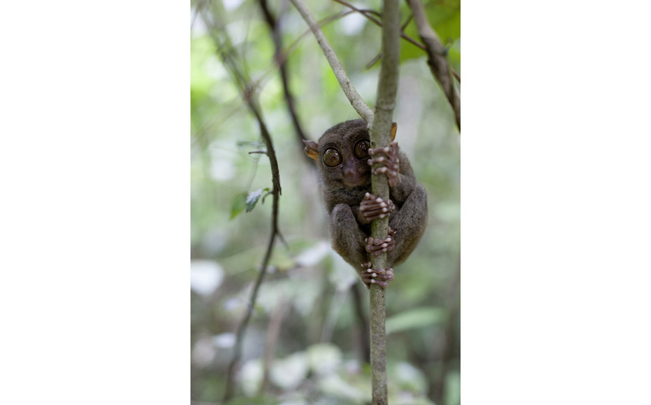 Tarsier, q