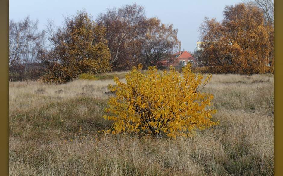 Wenn man jetzt an einem anderen Festival an anderer Location wäre, wäre dieser Baum umgeben von Zelten und deren Besitzern.