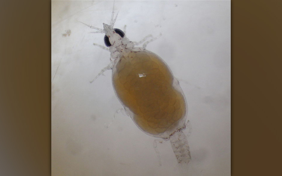 Them Jelly Full: Gnathia marleyi (Bob Marley)