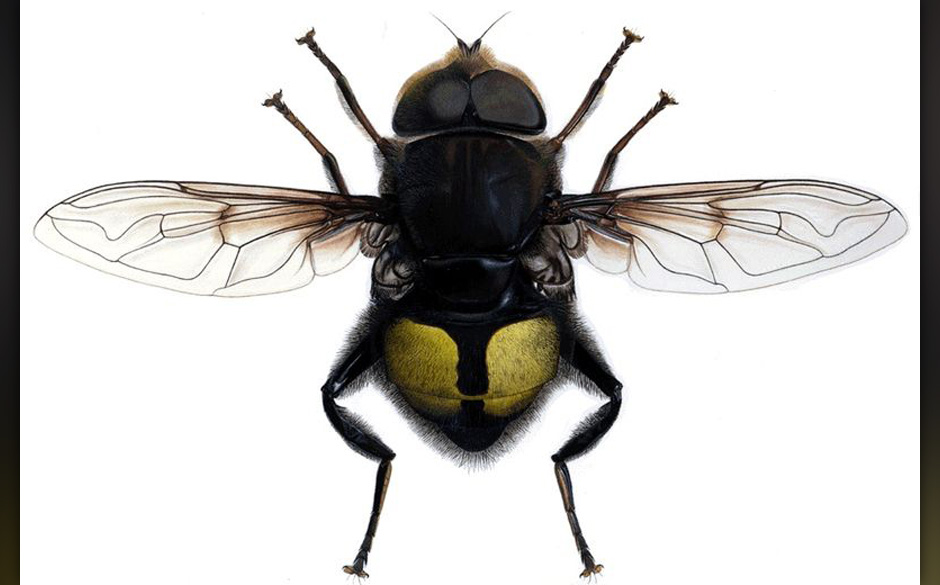 Für Bill Gates nur Peanuts und Fliegendreck: Eristalis gates