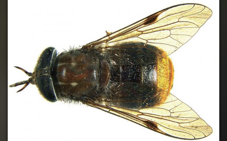 Fliege mit großem Hinterteil: Scaptia beyonceae (Beyoncé)