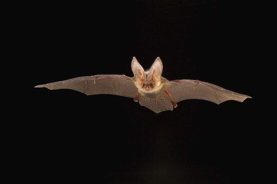Flying Brown Long-eared Bat (Plecotus auritus)