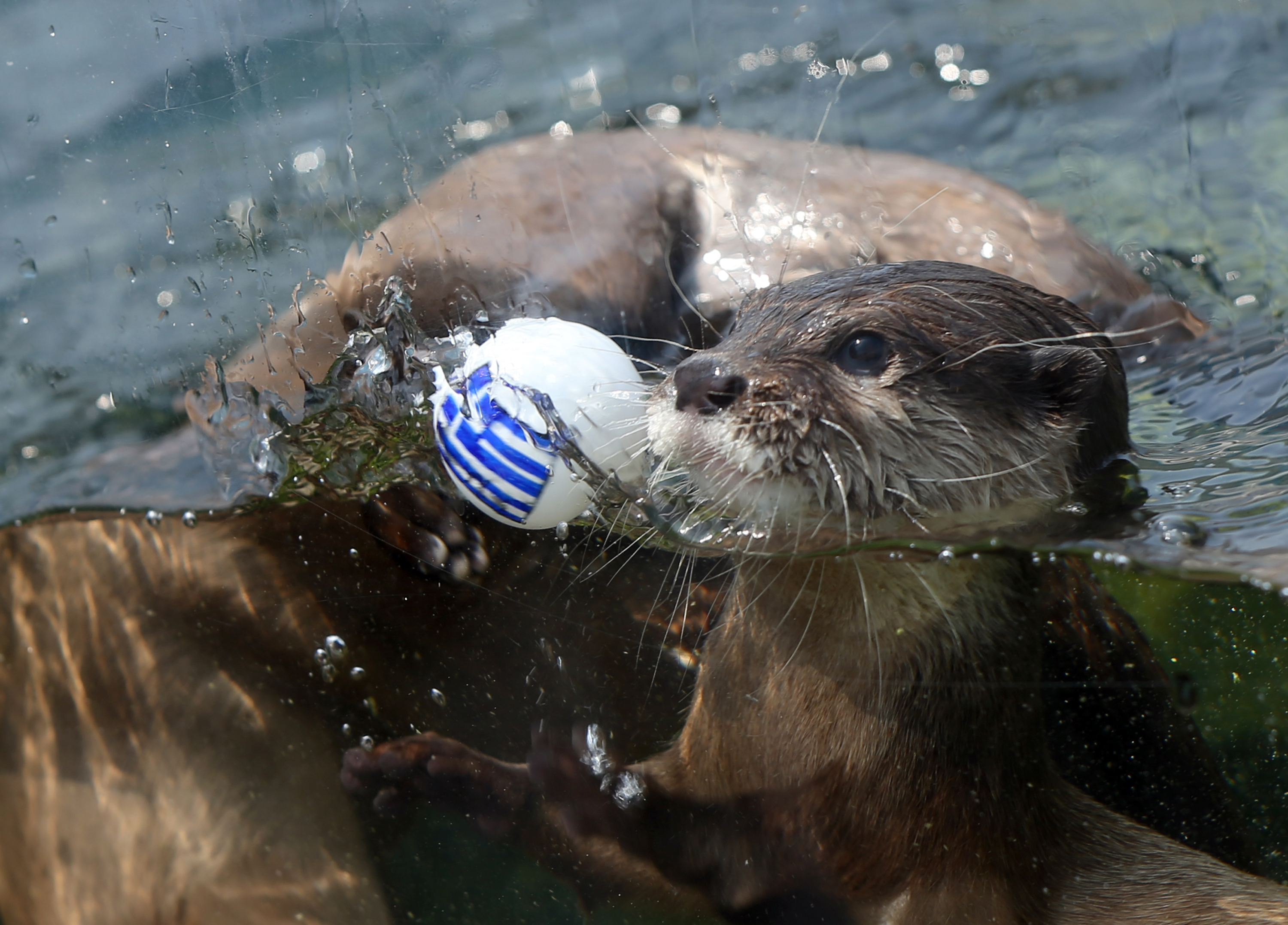 HIMEJI, JAPAN - JUNE 19:  An Otter named Chippu, 6 years old representing the Japanese team selects the Greece flag ball a...
