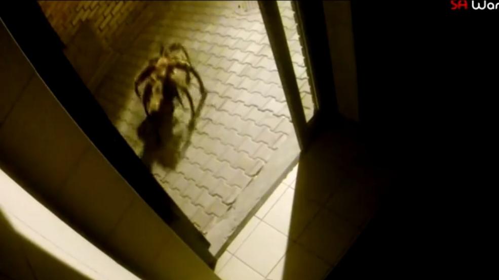 Dog Spider auf YouTube