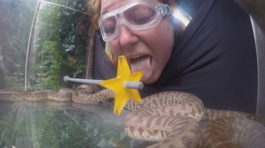 ACHTUNG: SPERRFRIST FÜR ALLE MEDIEN BIS SO., 25. JANUAR 2015, 23.19 UHR !!! Tag 10 - Dschungelprüfung 10 "Dschungelmuseu...