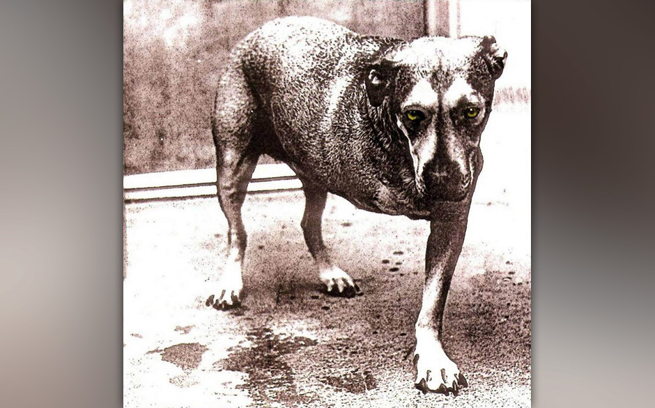 Alice in Chains: Alice in Chains