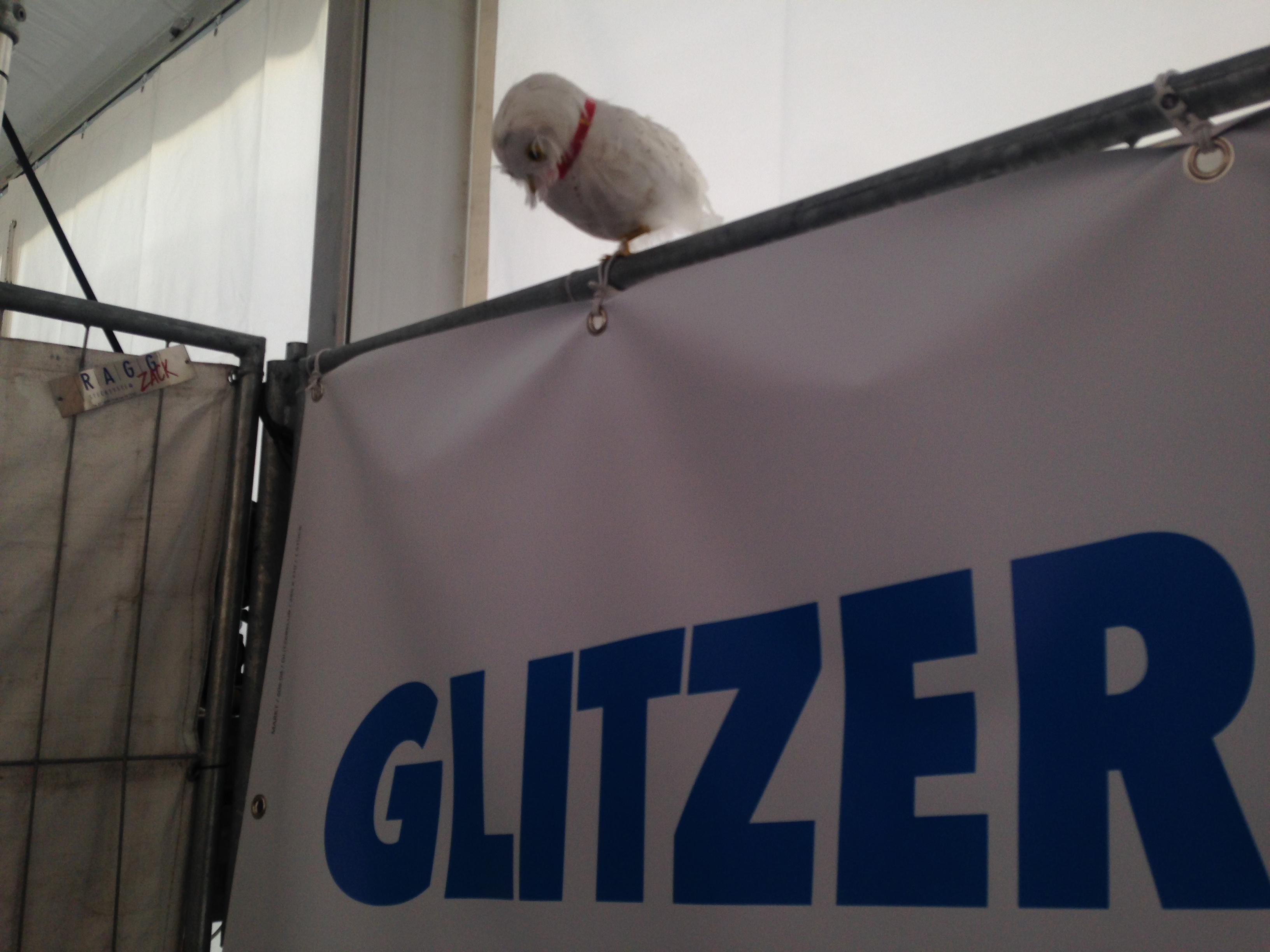 Foto_Julia Harz_Einäugiger Kauz weilt über der Glitzerklub Area