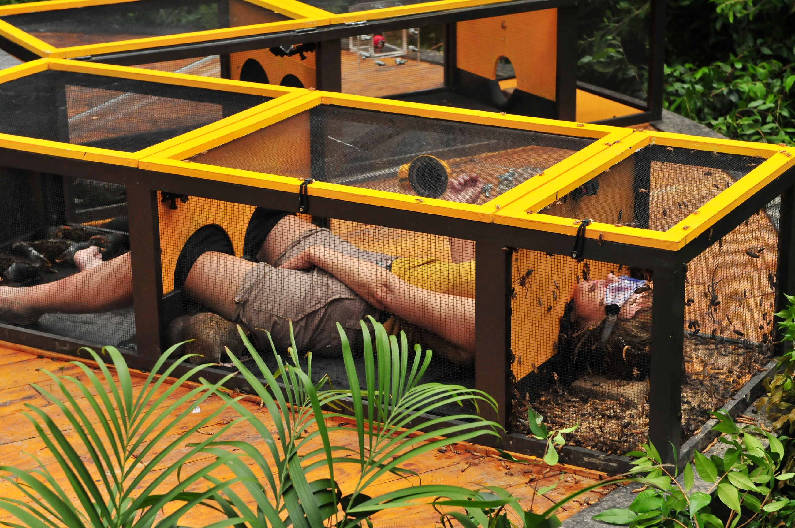 Ich bin ein Star _ Holt mich hier raus!