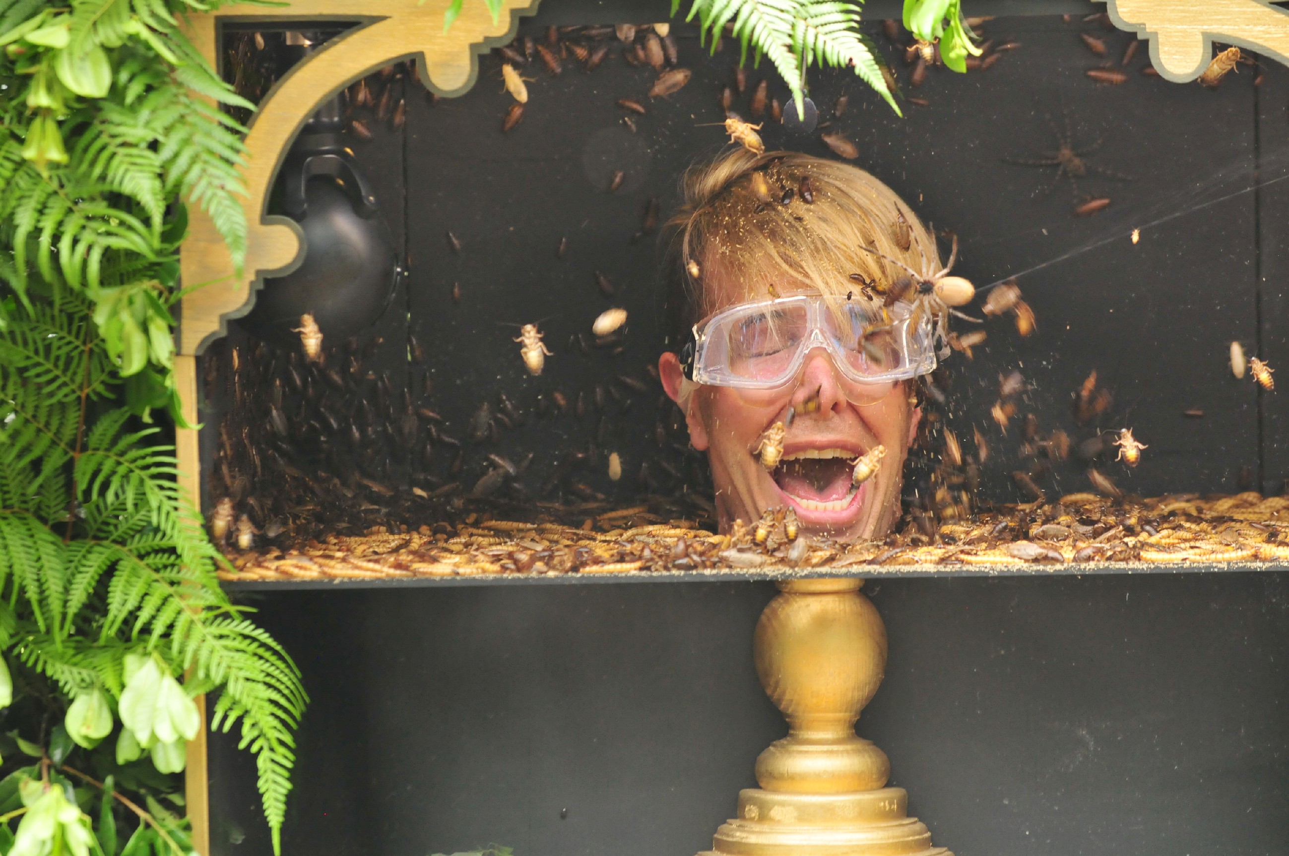 Ich bin ein Star _ Holt mich hier raus!