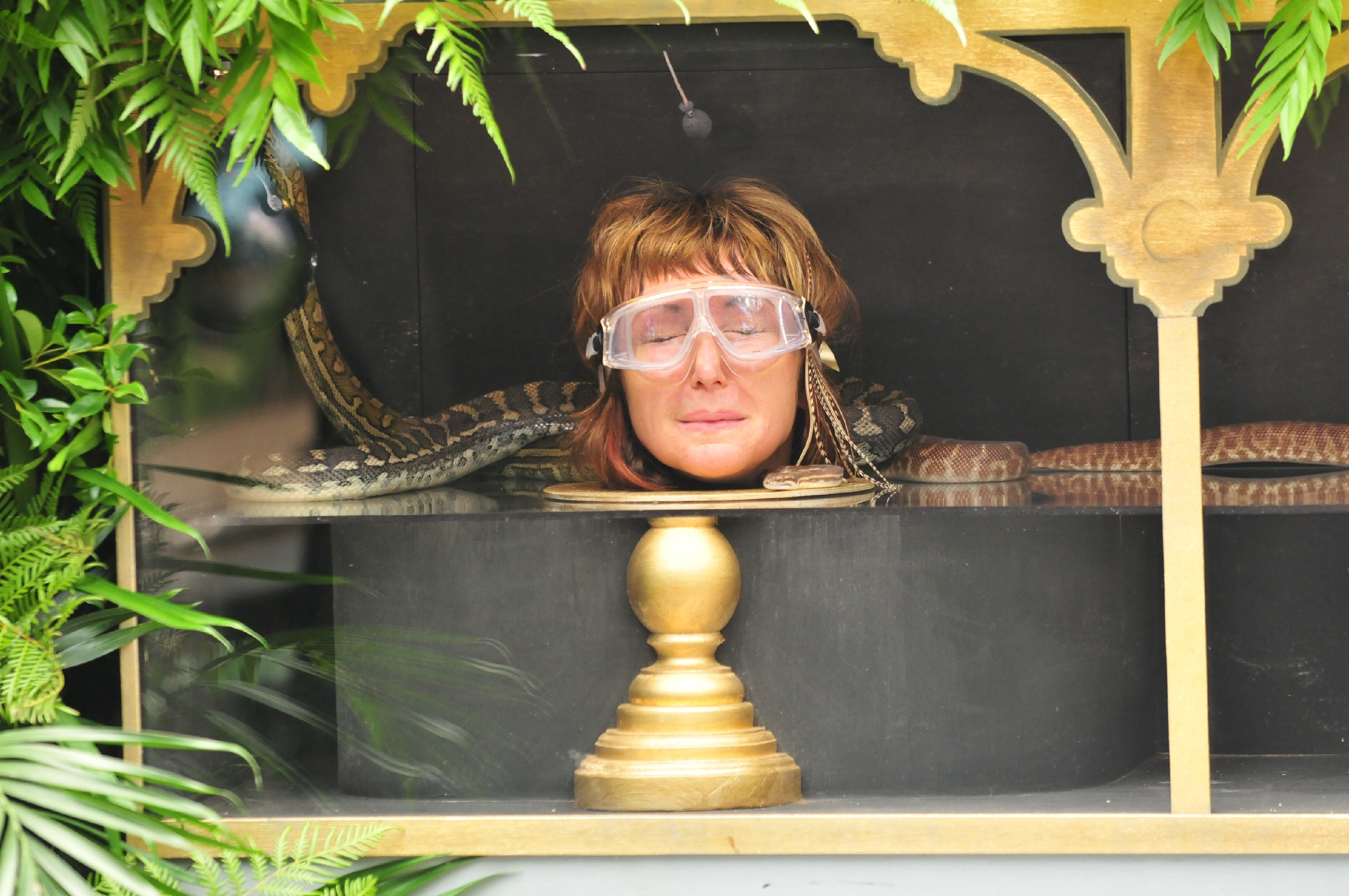 Ich bin ein Star _ Holt mich hier raus!