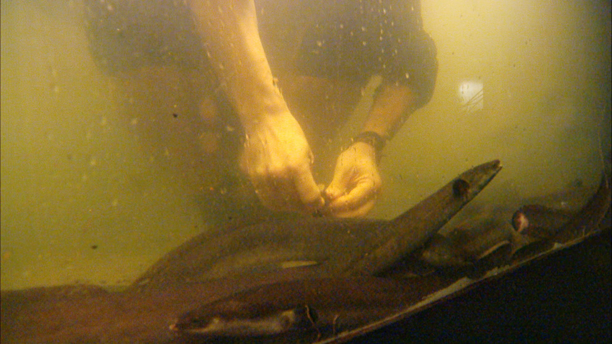 Ich bin ein Star _ Holt mich hier raus!