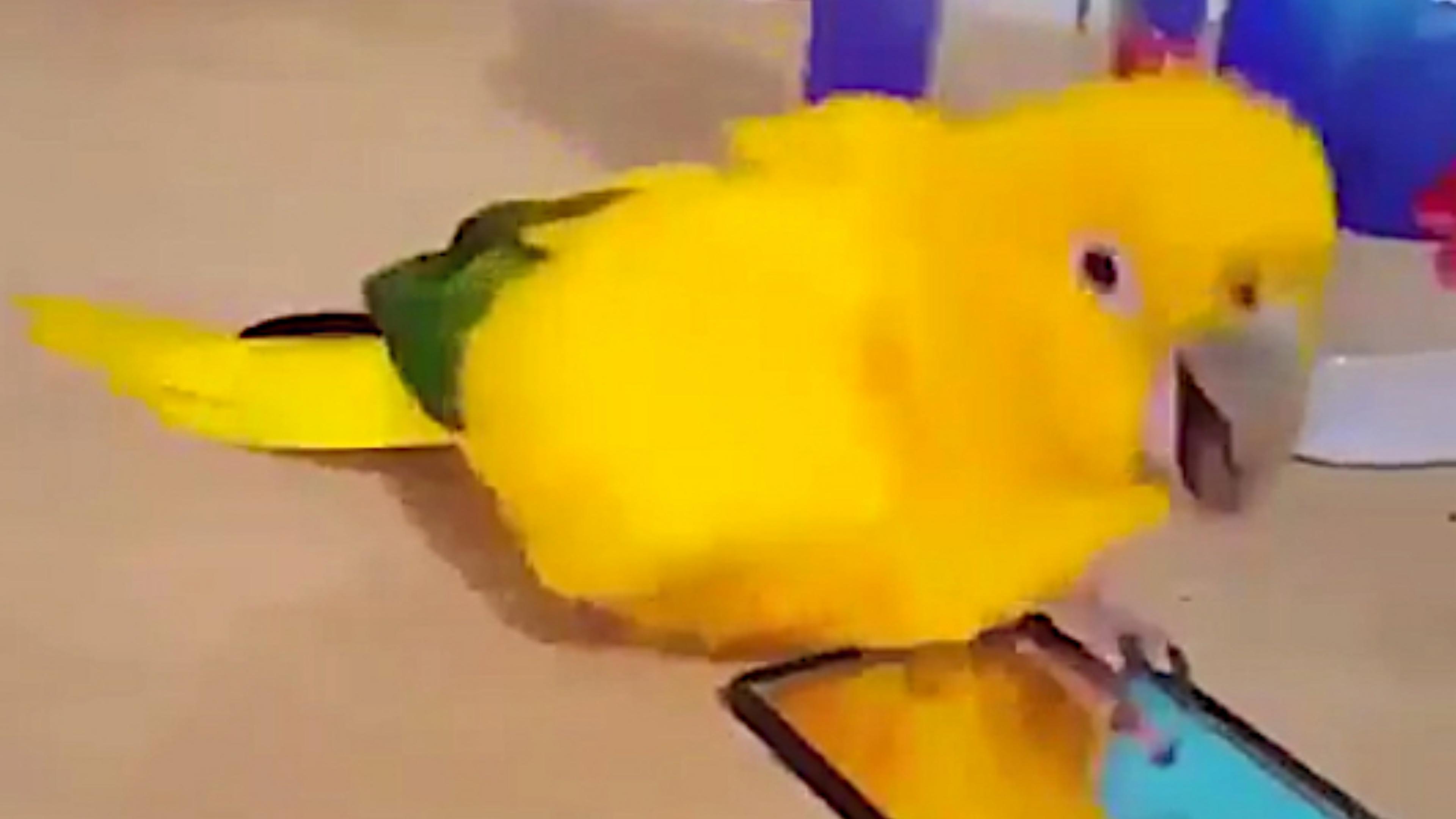 Die Beach Boys machen diesen Papagei ganz wild