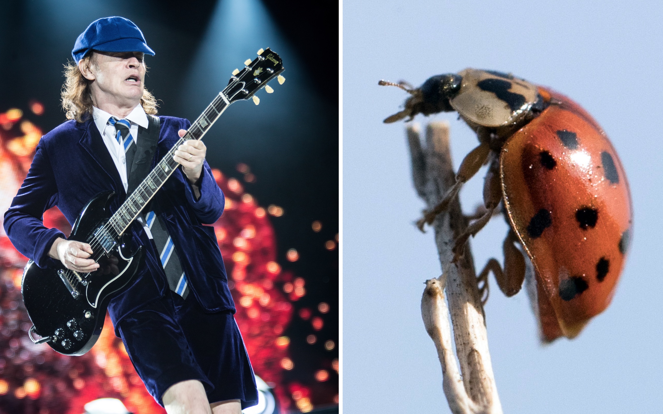 Marienkäfern vergeht offenbar der Appetit, wenn es laut wird