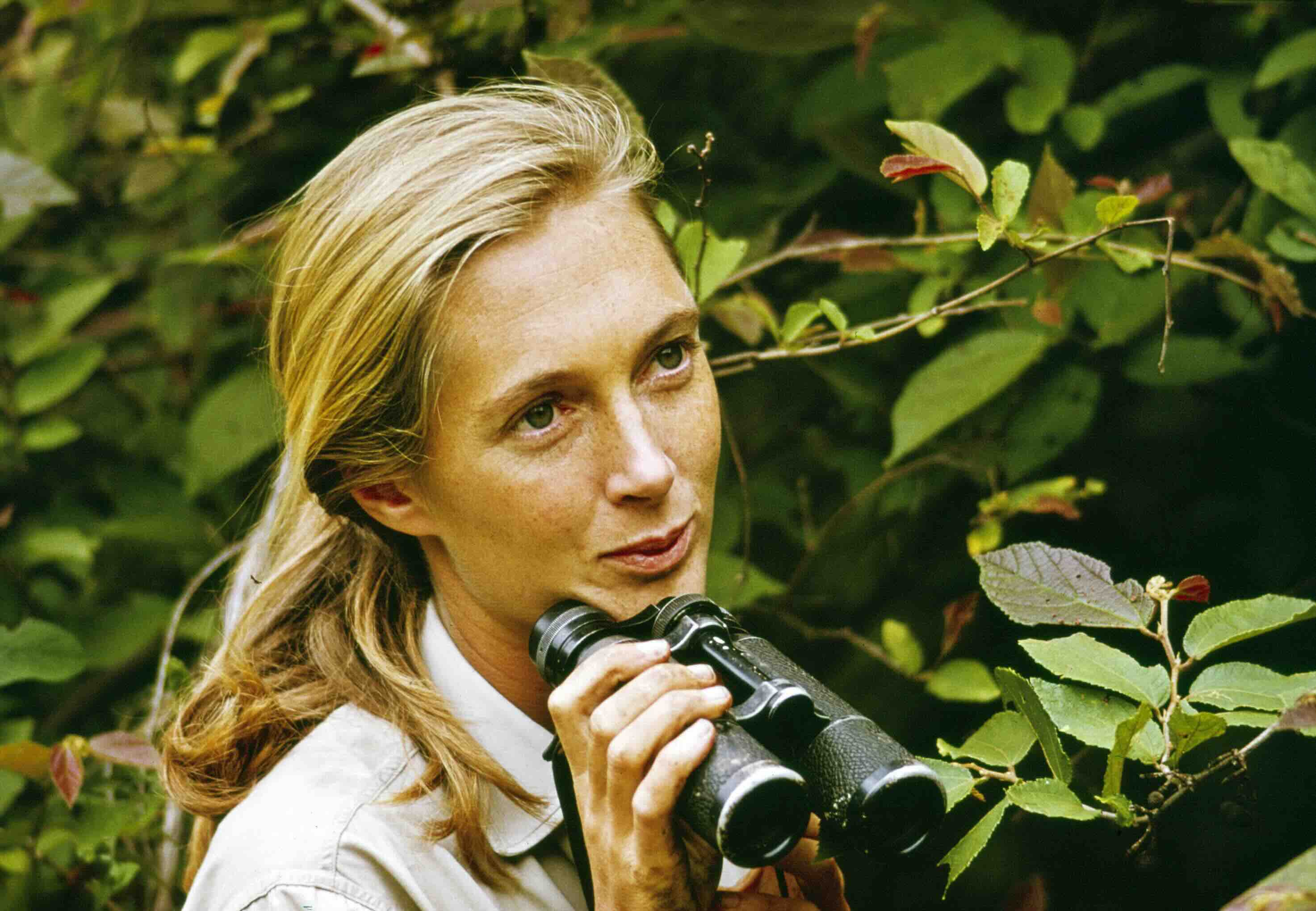 Jane Goodall, bahnbrechende Primatologin und Umweltaktivistin, mit 91 Jahren gestorben