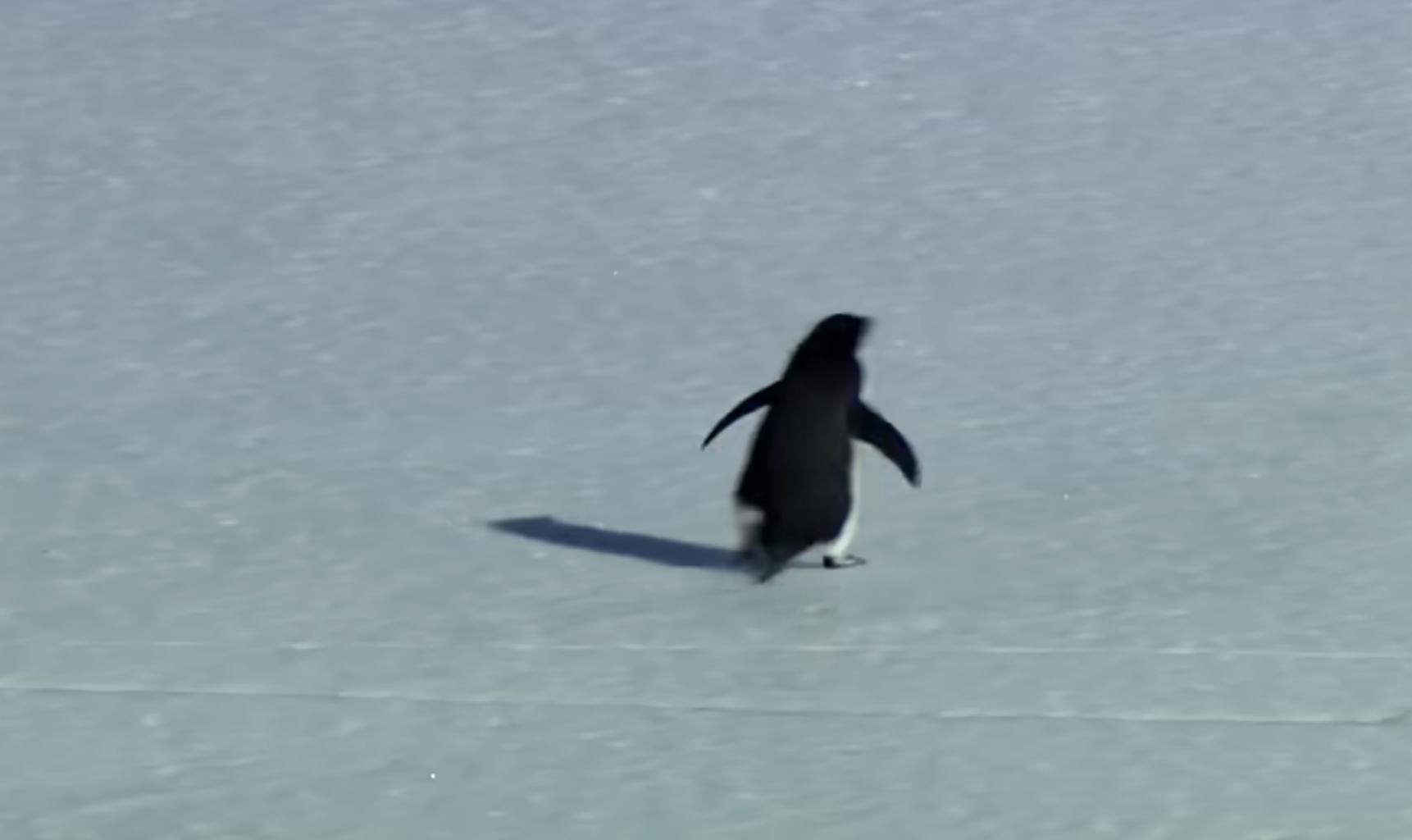 Pinguin aus dem Film „Encounters At The End Of The World“